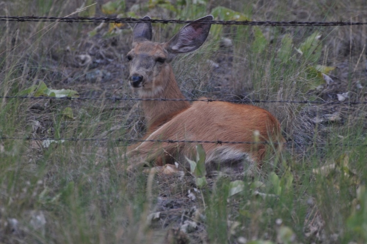 sitting deer
